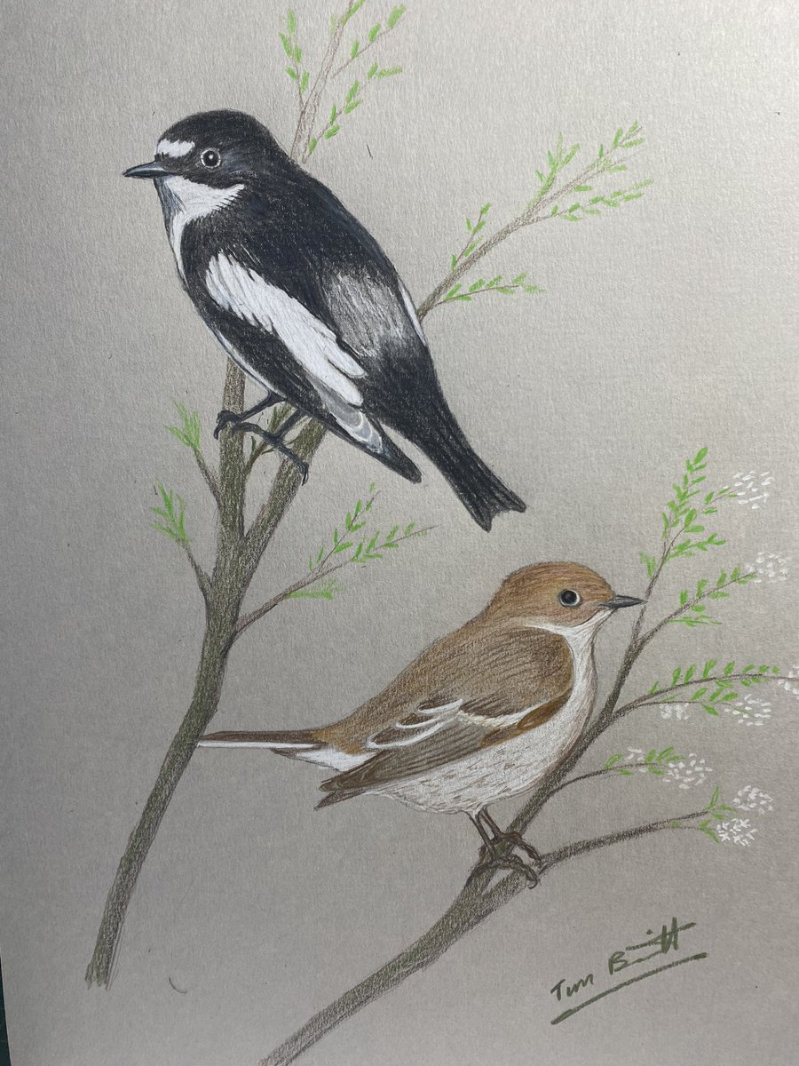 stourman1's tweet photo. Pied Flycatchers in coloured pencil. https://t.co/Edlm8sbncG