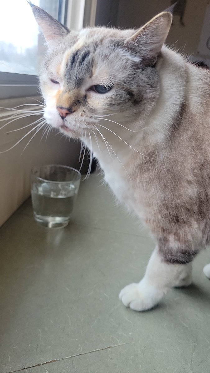 DuskEvergarden's tweet photo. Just to share an update. Needing a new computer which I'd why I haven't been streaming. Complications happened with my old one sadly. If people would like to see me stream sooner, I'll set up a go fund me. Also here's a cat 
#twitchstreamer #GoFundMe #twitch #streamissues #cats https://t.co/HJ54nYCFZh