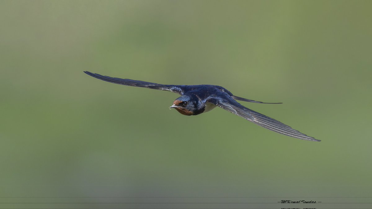 Kır Kırlangıcı/ Barn Swallow 19.04.2024 Malatya🇹🇷