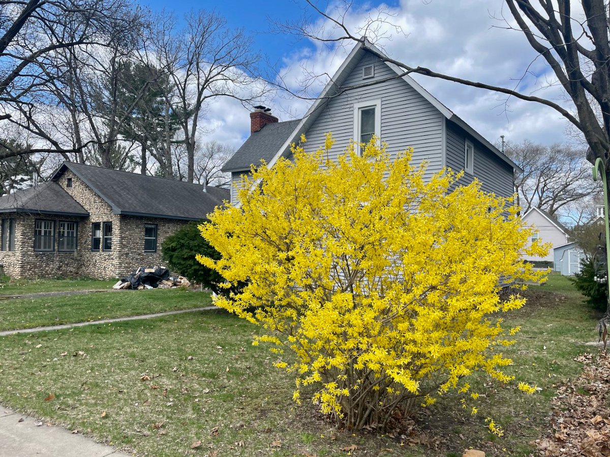 Forsythia! One of my favorite sights of spring. Happy Friday everyone. 💛