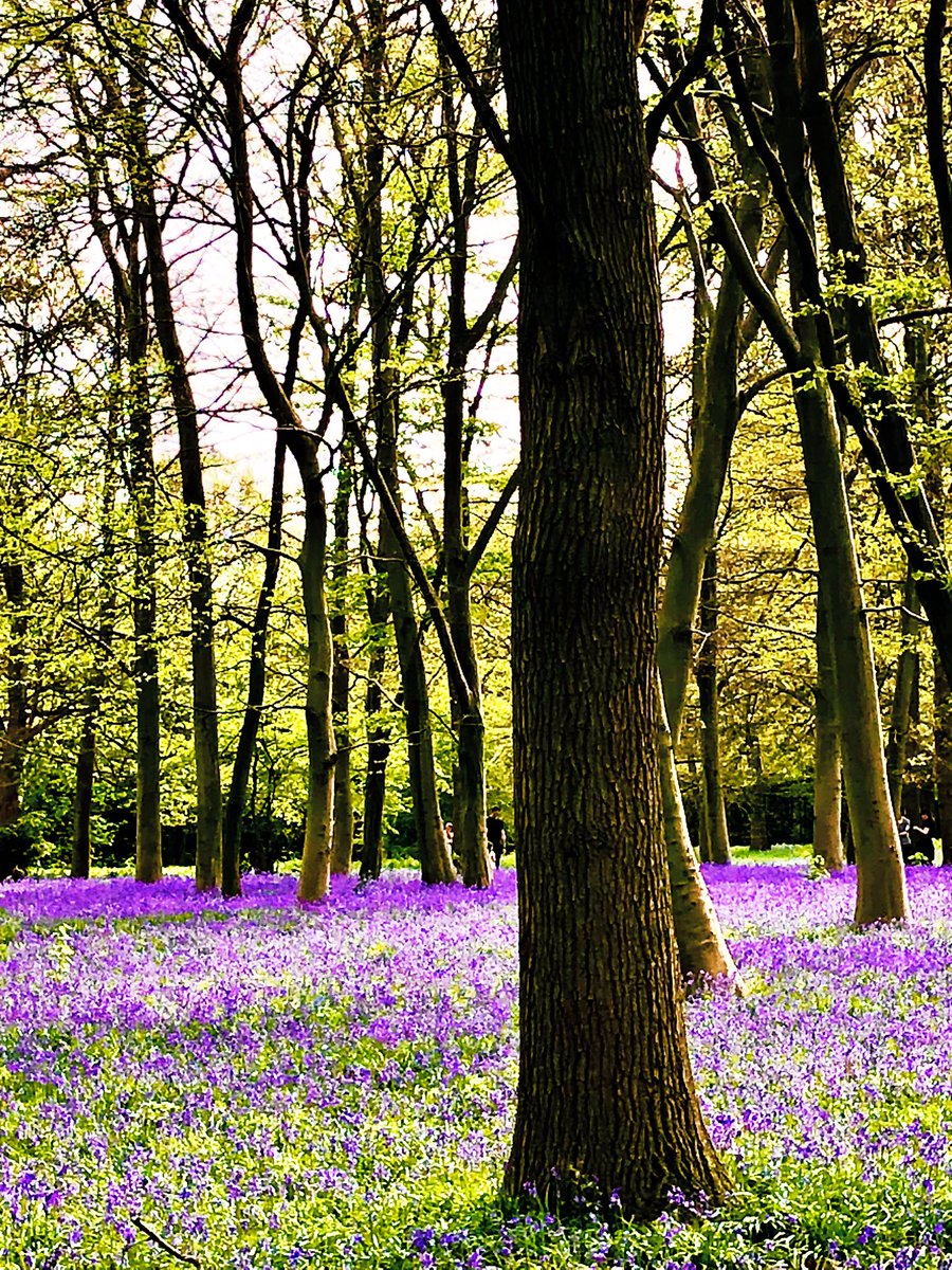 O Lord, grant us a quiet night and a peaceful end. #Compline prayers giving thanks for the beauty of creation. 🌍🕊️