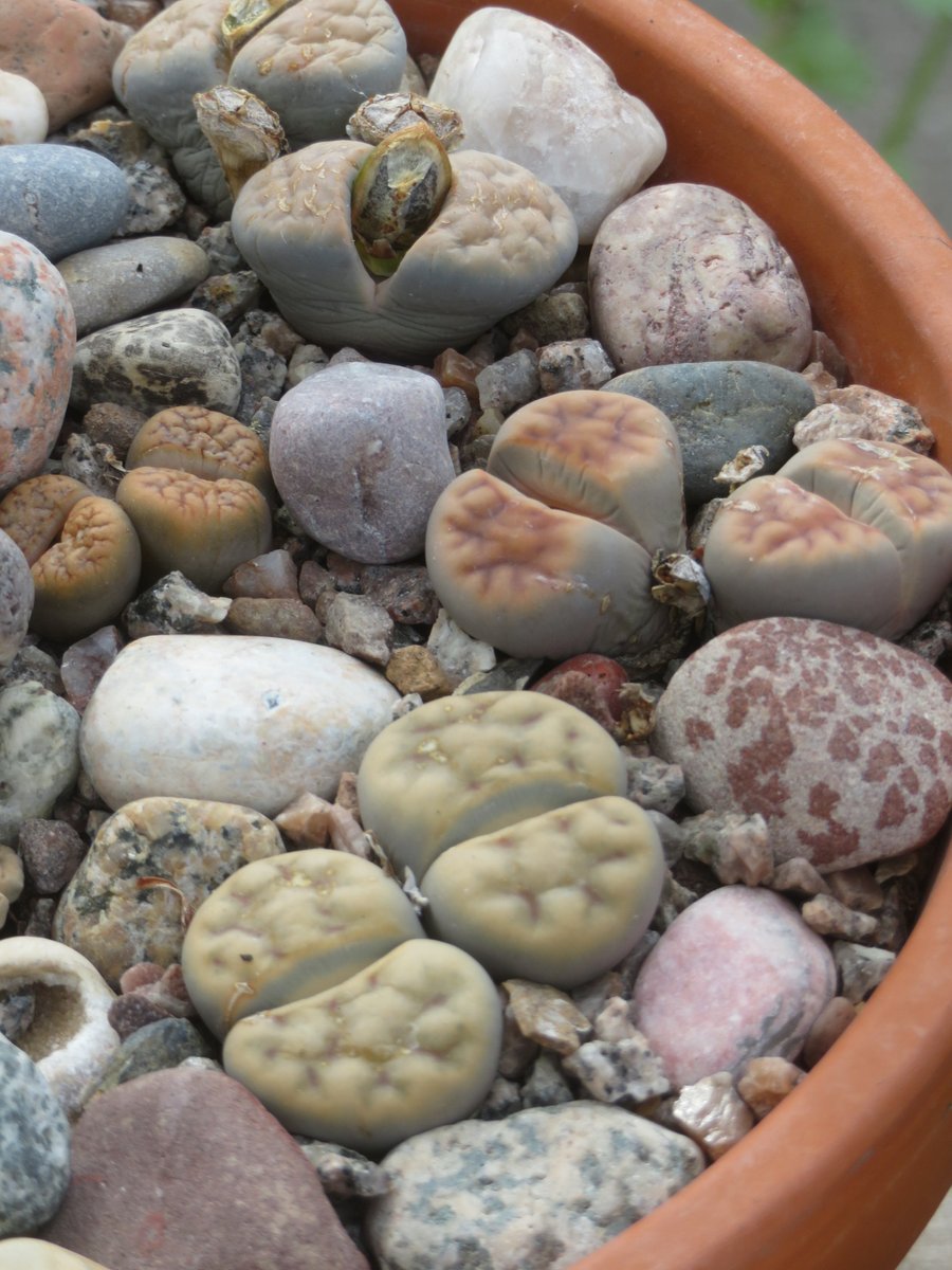 Our Lithops bowl garden seeing as it's #FoliageFriday.  Mostly Lithops karasmontana plants.  #lithops #mesembs #succulents