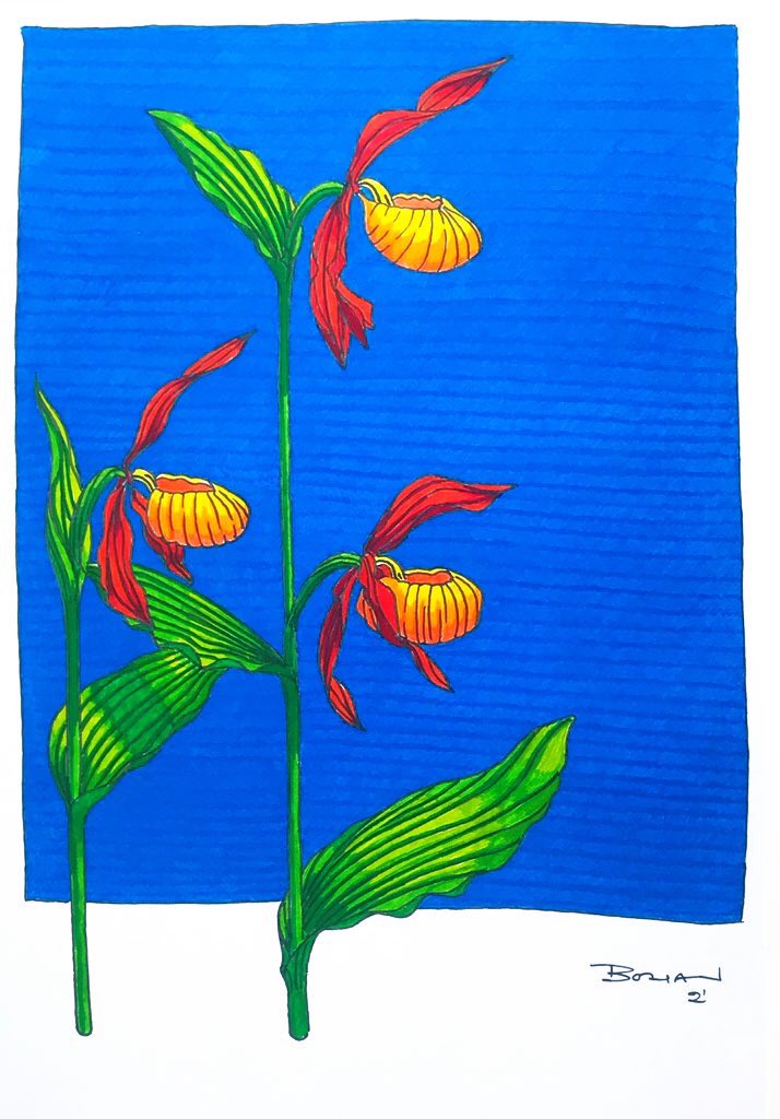 Dr Robert Bohan tweet media