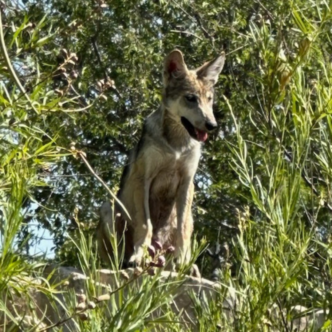 NMStateParks tweet picture