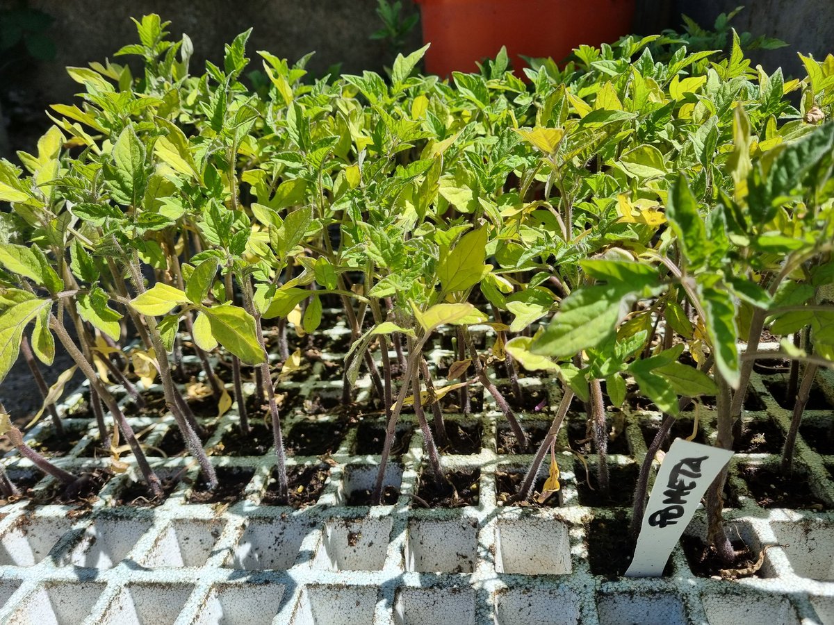 Mosaicagrari's tweet photo. Demà, els que vingueu a comprar al mercat de Vilassar de Dalt, teniu una tomaquera de varietat antiga de regal! 😍🍅 https://t.co/atUD7Pftbu