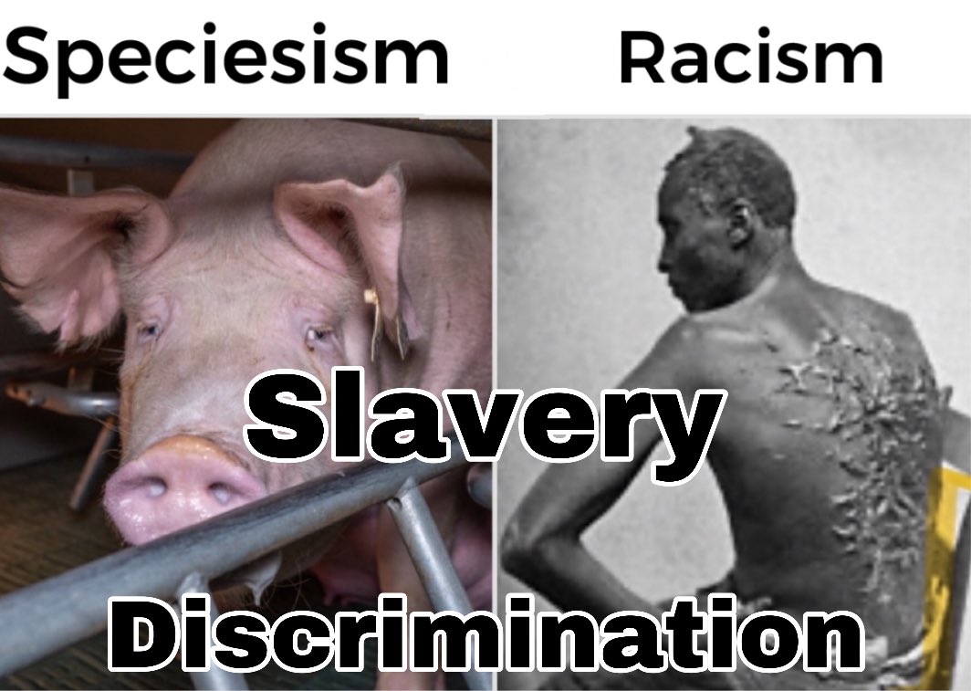 Discrimination is not suddenly acceptable when the victim is of another species.