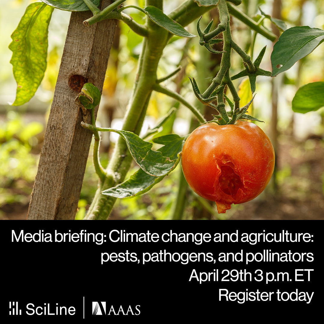 SciLine (@realsciline) on Twitter photo Get briefed on how climate change is affecting agricultural pests, pathogens, and pollinators - Apr. 29 (3 p.m. EDT). Hear from experts and ask questions, on the record. Register now: bit.ly/4aFr6EB
<a href="/JanPhytobiomes/">Jan Leach</a> <a href="/BurrackBugs/">Hannah Burrack ๐ชฐ</a> <a href="/mmlopezu/">Margarita Lopez-Uribe</a> Get briefed on how climate change is affecting agricultural pests, pathogens, and pollinators - Apr. 29 (3 p.m. EDT). Hear from experts and ask questions, on the record. Register now: bit.ly/4aFr6EB
<a href="/JanPhytobiomes/">Jan Leach</a> <a href="/BurrackBugs/">Hannah Burrack ๐ชฐ</a> <a href="/mmlopezu/">Margarita Lopez-Uribe</a>