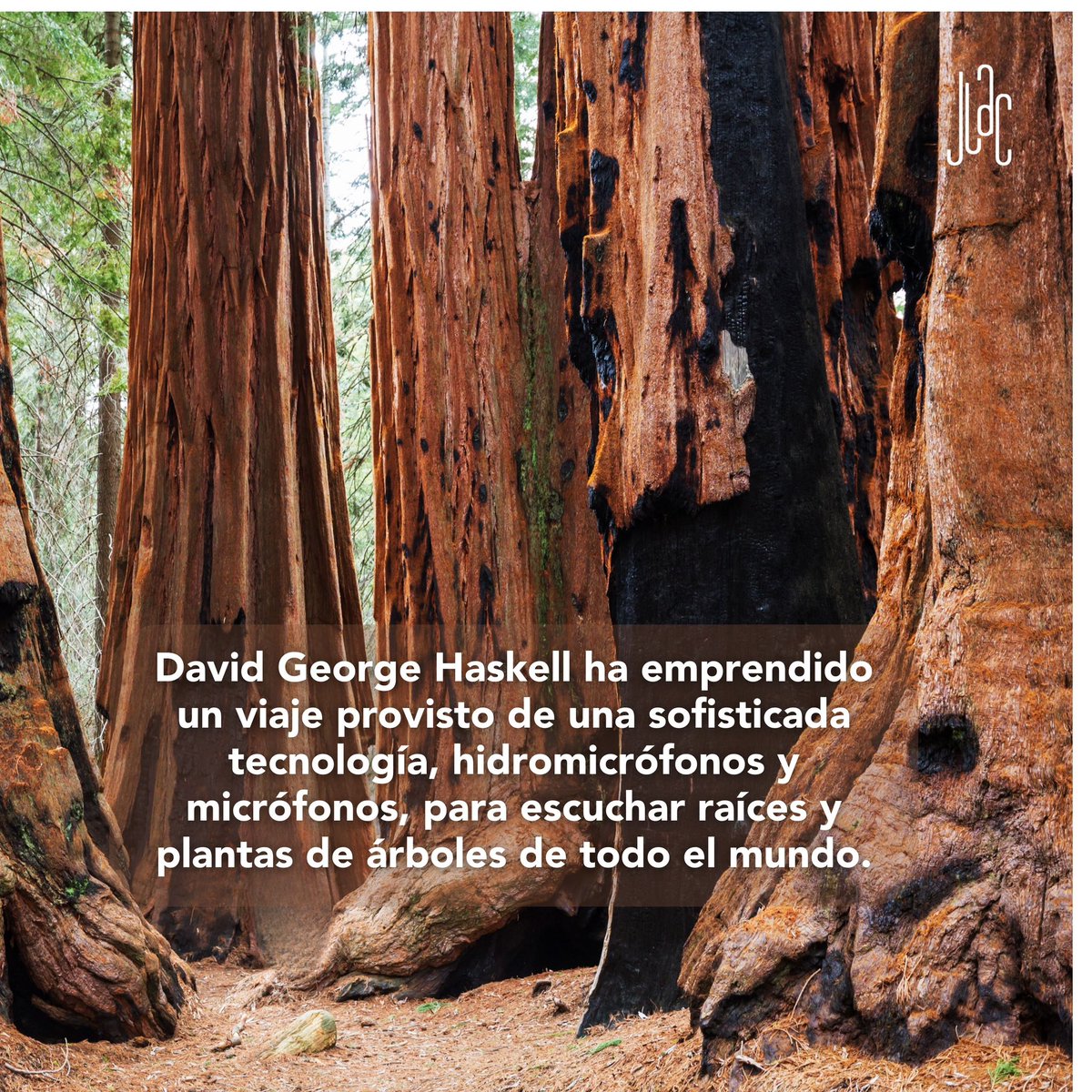 jardin_lac's tweet photo. Tere López Avedoy nos enlaza con David George Haskell y su obra “Las canciones de los árboles”, a través de ésta, ambos nos invitan a una singular conversación sobre el corazón sonoro de la naturaleza.
Disponible en nuestra bio 🌳🙂↔️🎶
#JardínLAC #DavidGeorgeHaskell https://t.co/1wIXclTpNq