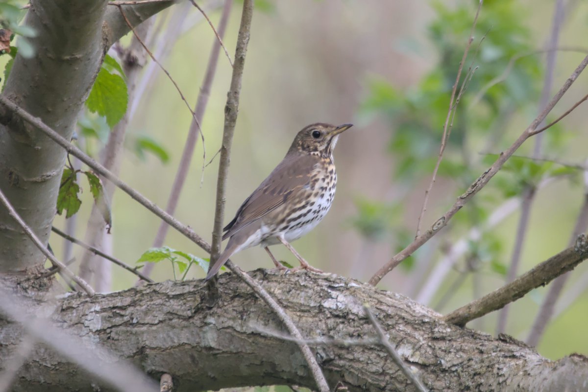 A very bright Song Thrush and also a terrible singer (as Song Thrushes go)