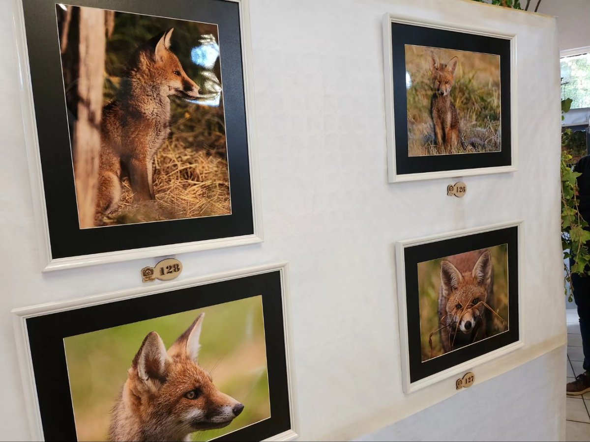 Très belle exposition photo tout le week-end à la salle socio-éducative de Brouderdorff, 'Cerfs & Renardeaux', avec d'incroyables clichés réalisés dans nos forêts sud-mosellanes par Jean-philippe Friant ! 🏞🦊🦌📸