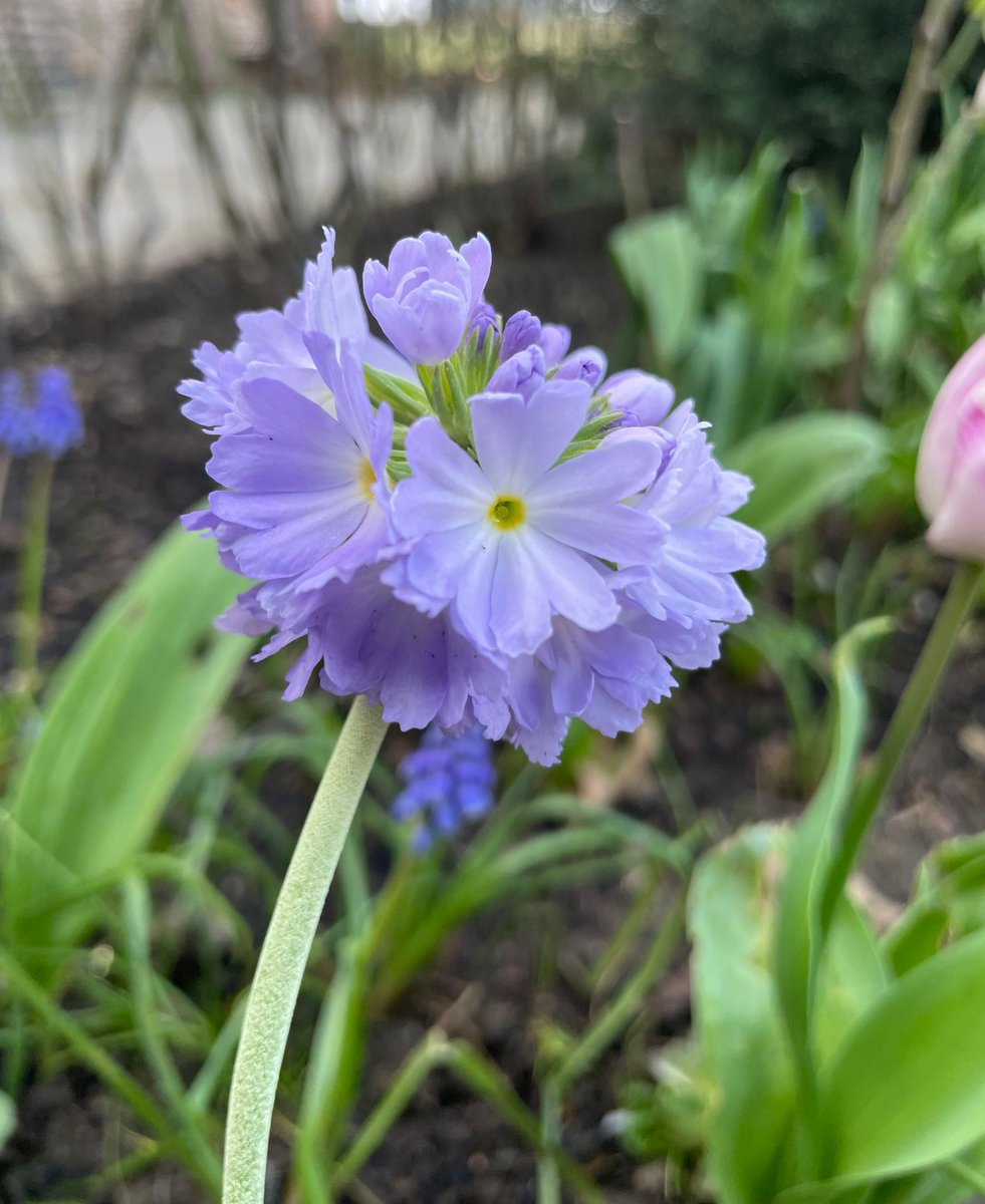 A beautiful drumstick primrose from our garden to brighten your Friday! Why not visit us on Sunday and explore the gardens to see all the lovely flowers in bloom?