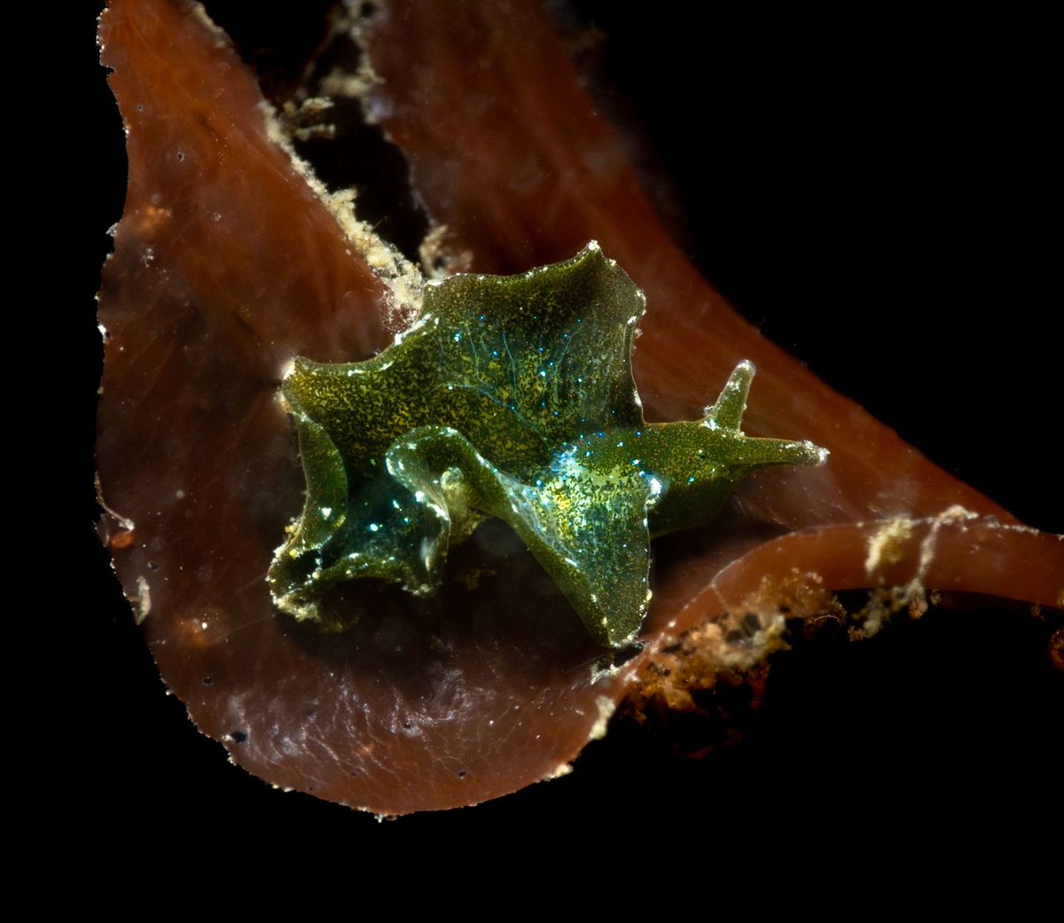 Photo Friday!
Do you know what this charismatic little critter is? 🤔 

📸 Olivia Carros
 <a href="/olivia/">olivia clare</a>.scubas