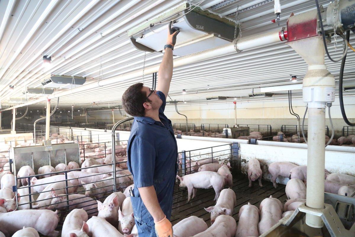 Properly functioning ventilation systems are vital to today’s pork production facilities, and following a regular process for maintaining their operation can pay big economic dividends. extension.iastate.edu/news/swine-pro…