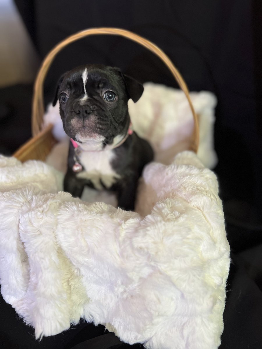 #raidernation last chance for romance 💝 we are down for the final 2…price reduction to $1500 for the most cutest and sweetest frenchies alive !!!!!