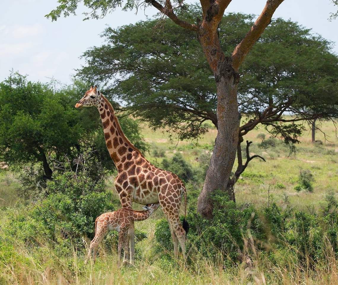 YusufUg10's tweet photo. Explore East Africa with us https://t.co/X2DxHSySE3