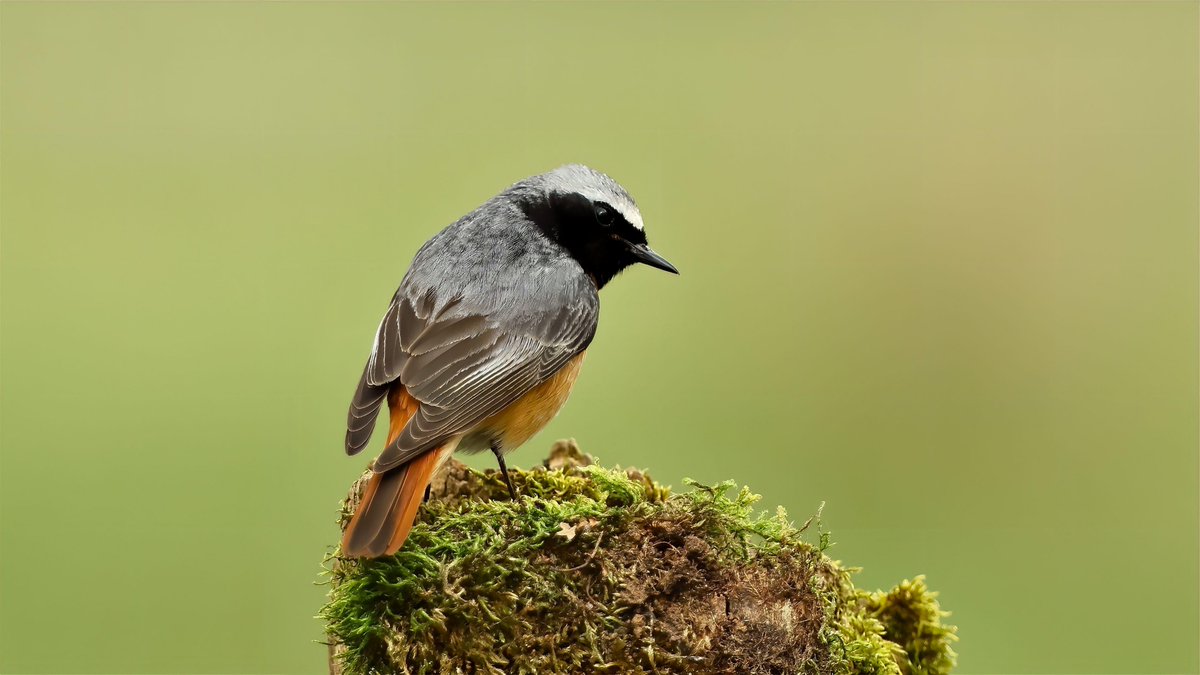 Male Common Redstart Durham moors this afternoon @UKRedstarts @NewNature_Mag @bbcwildlifemag