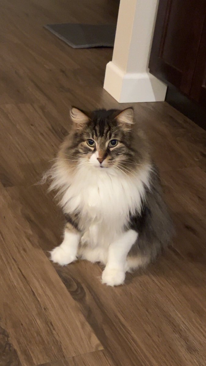 AlexwLy's tweet photo. @littlenutsac His name is billy https://t.co/5qs8ft5qHq
