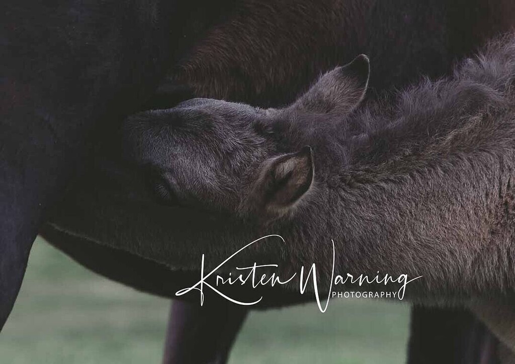 Happy Foal Friday!😍 Photo by @kwarningphotography Share your #foal pics with us! • 'Spring, and the simple things. Ok, cute foal ears and fuzzies simple things, in spring.' instagr.am/p/C59DxGIx9Pe/