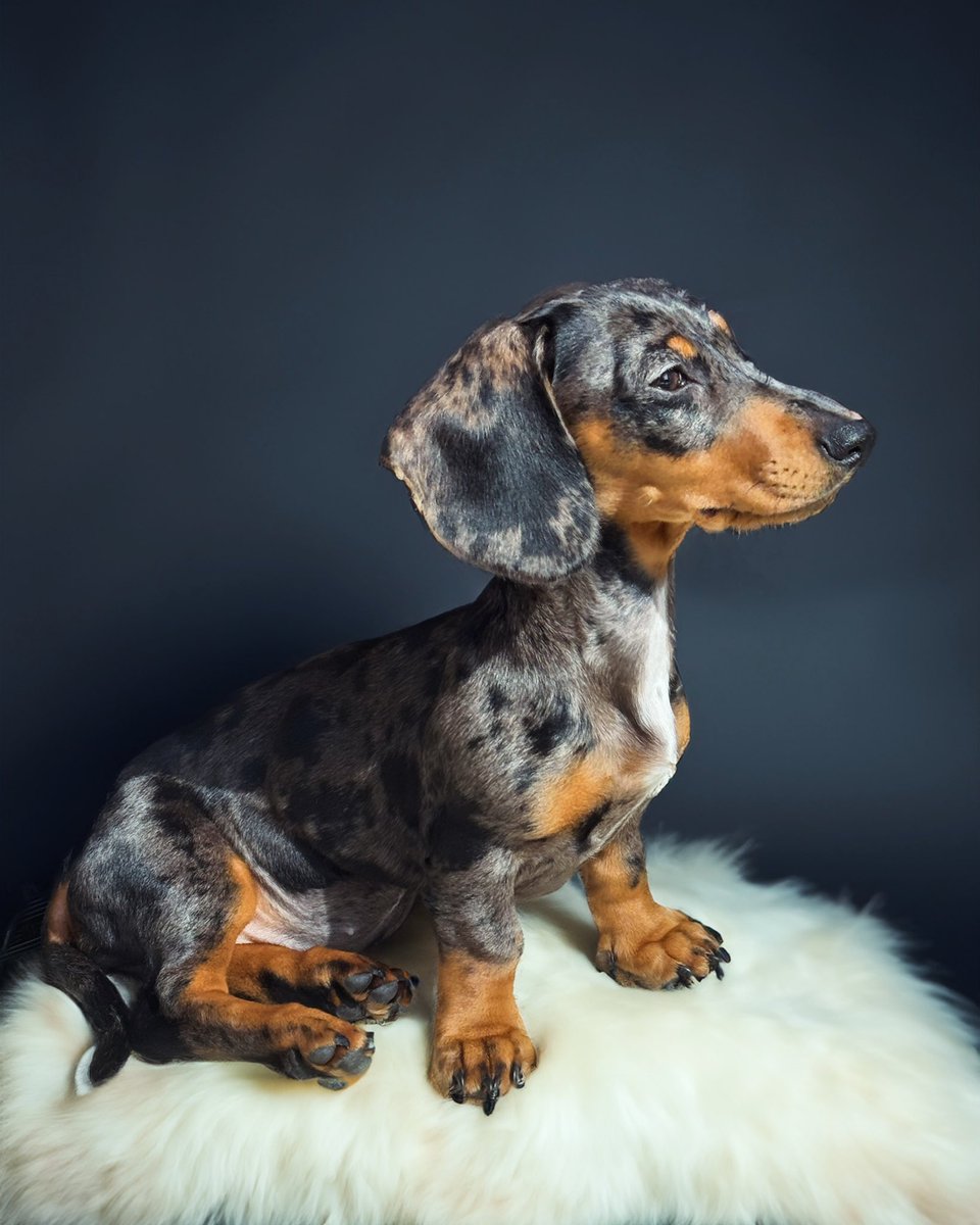 RealRwzr's tweet photo. @BreakdownPod @OpTic @CordaRoys @scump @OpTicTexas x @CordaRoys Meet Mabli (loveable in Welsh) 🐶 https://t.co/pXcZVtzqpG