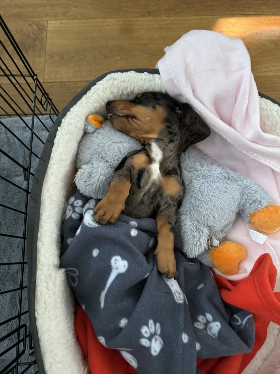RealRwzr's tweet photo. @BreakdownPod @OpTic @CordaRoys @scump @OpTicTexas x @CordaRoys Meet Mabli (loveable in Welsh) 🐶 https://t.co/pXcZVtzqpG
