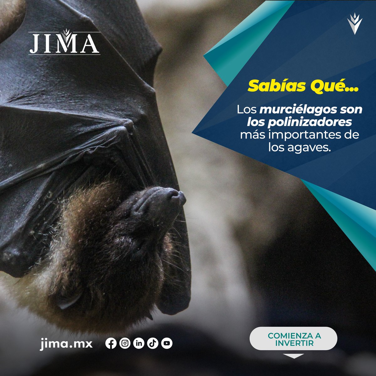 jimamx's tweet photo. 😉✨¡Celebramos y reconocemos a los mayores polinizadores de agaves!.
Gracias a estos seres tenemos una de las bebidas más emblemáticas de nuestro país. 🇲🇽
⏳ No esperes más... Conviértete en socio Agavero con JIMA.
🌎 Más info en: https://t.co/Z11HZJNnI9 https://t.co/qgSIeqv9vN