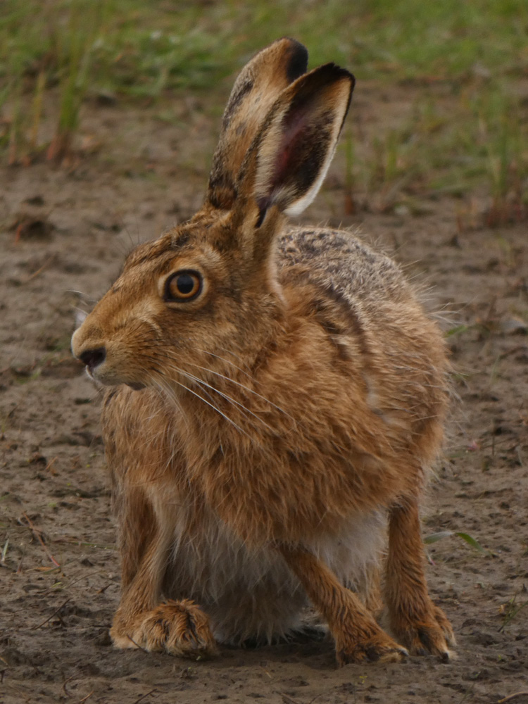 A quiet but not fruitless morning around the Kilnsea area today, brightened by the lingering Green-winged Teal and Black Brant combo and easily one of the best views I've had of a Brown Hare. #spurnbirds @YorksWildlife @spurnbirdobs