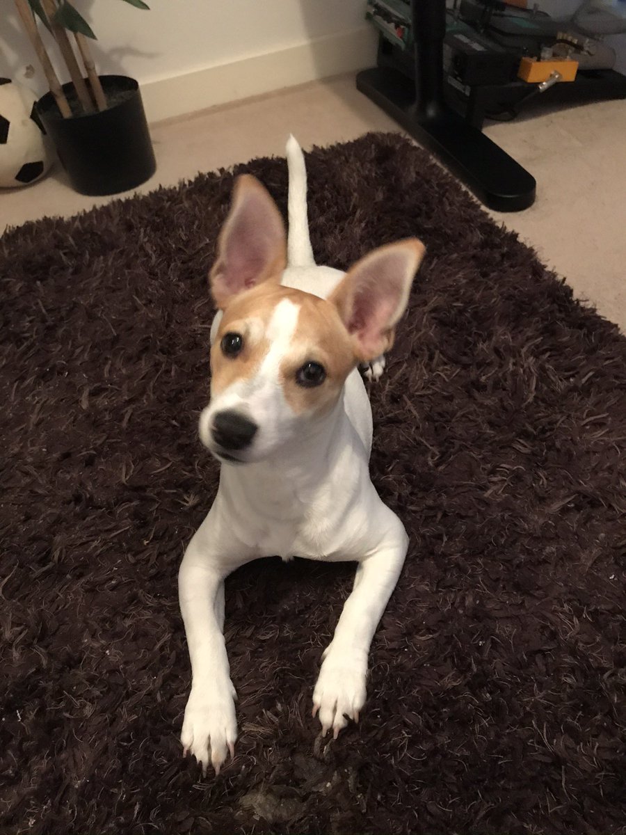 KC29_'s tweet photo. @BreakdownPod @OpTic @CordaRoys @scump @OpTic @CordaRoys Luna loves watching OpTic supporting the boys #greenwall https://t.co/rd05NLN8f0