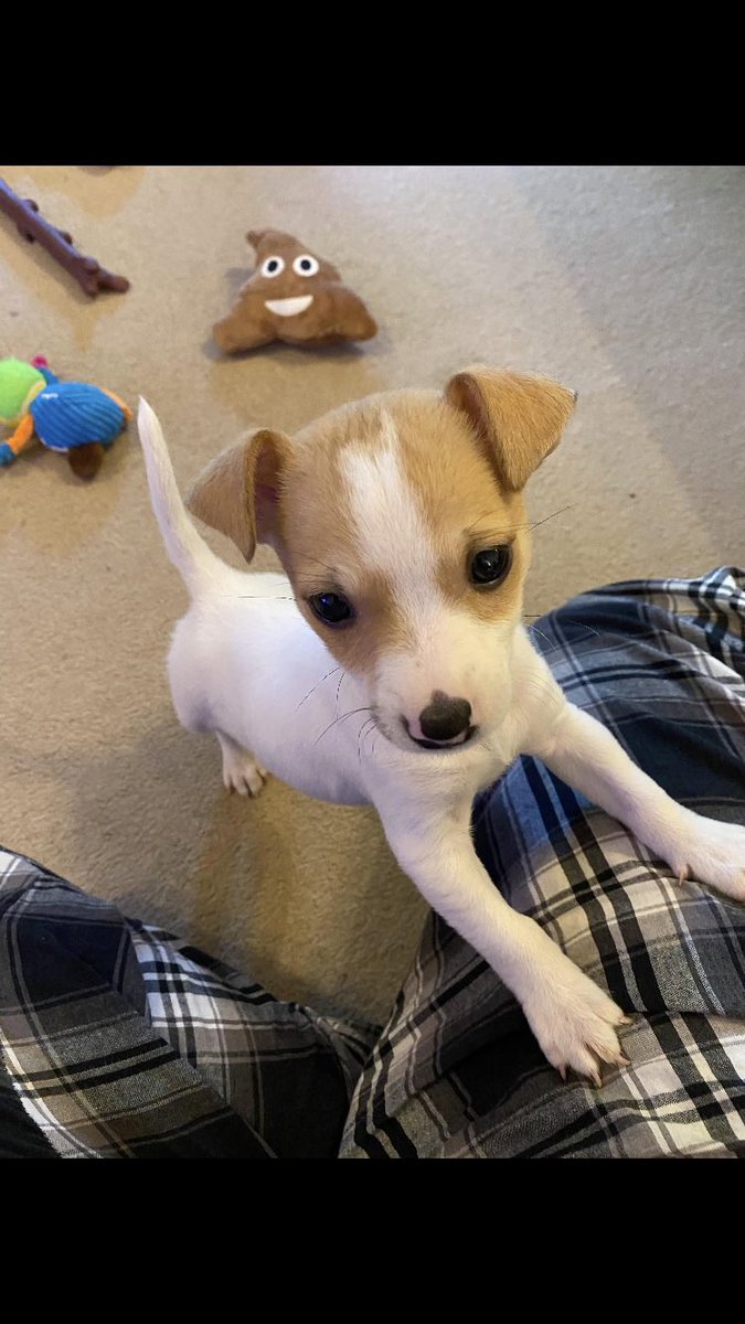 KC29_'s tweet photo. @BreakdownPod @OpTic @CordaRoys @scump @OpTic @CordaRoys Luna loves watching OpTic supporting the boys #greenwall https://t.co/rd05NLN8f0
