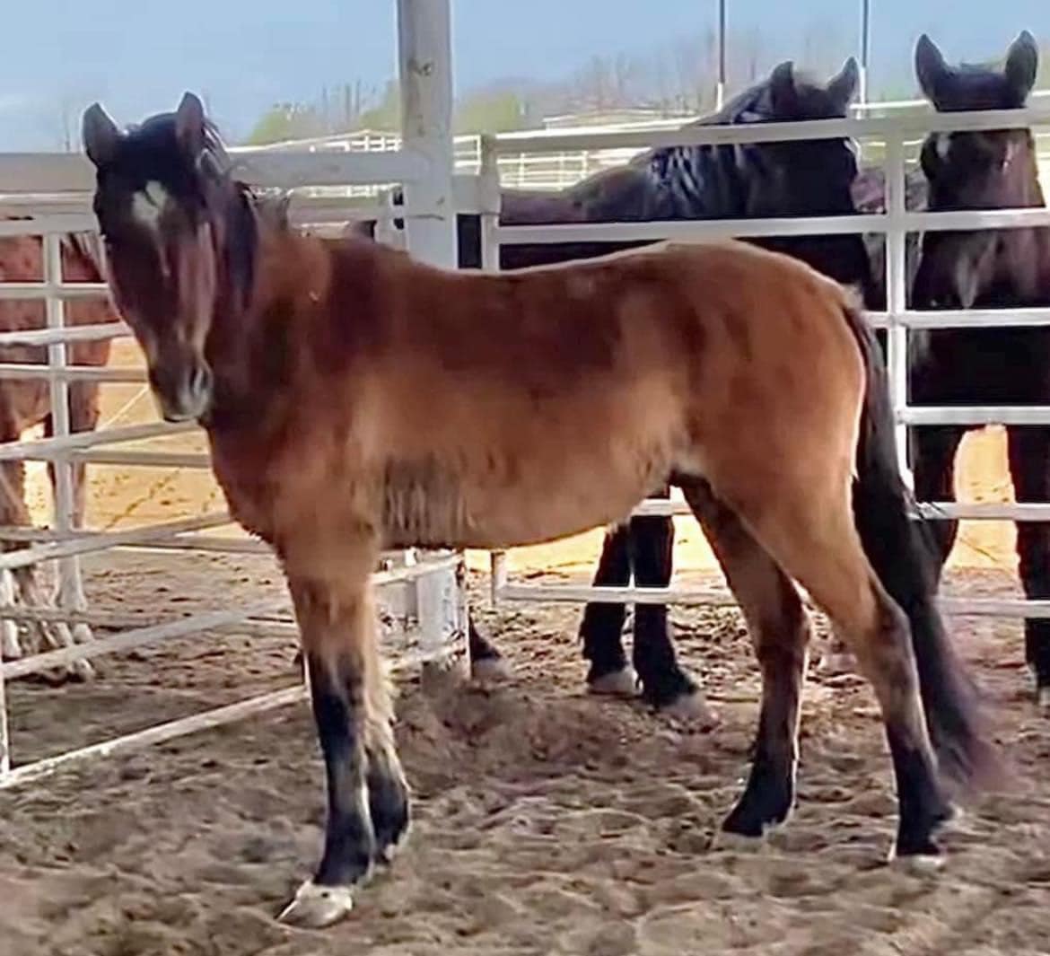 Really need #Help #RT #Share There are 3 BLM mustangs that were bailed recently by others & now sold I've been given the chance to buy them before they go to auction or back to the kill pen $850 ea they will need qt $630 & COMMITTED monthly sponsor(s) of $125 a month since they