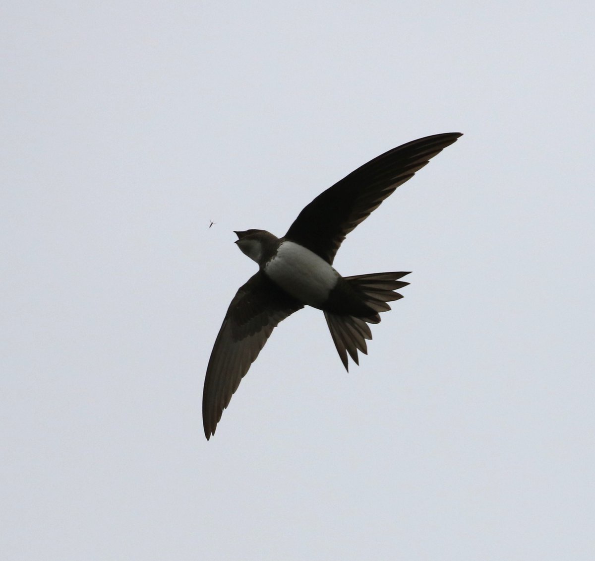 Great to have an Alpine Swift hawking right overhead this morning at Kenfig- a life tick, thanks to the finder @neild1962