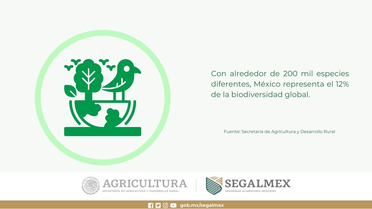 El sector agrícola mexicano avanza hacia una #Agricultura sustentable. Gracias a buenas prácticas agrícolas y la conservación de los suelos, se está logrando capturar carbono y reducir las emisiones de gases de efecto invernadero en la atmósfera.