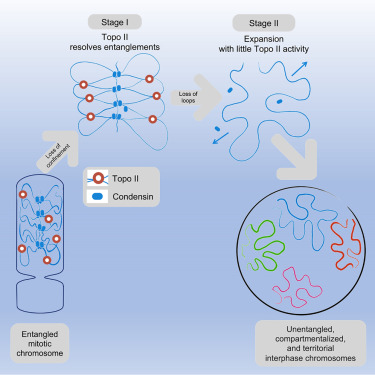 Mitotic chromosomes are self-entangled and disentangle through a topoisomerase-II-dependent two-stage exit from mitosis dlvr.it/T5l4lg