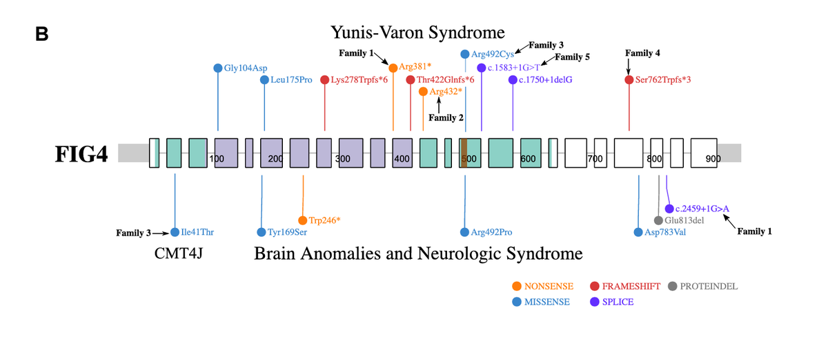 A case series of individuals with Yunis-Varón syndrome (YVS) provides better understanding of the phenotypic variability related to pathogenic variants in FIG4 or VAC14 bit.ly/3Up3e2G #GIMO #ExomeSequencing #FIG4 #osteopenia #VAC14 #YunisVarónSyndrome