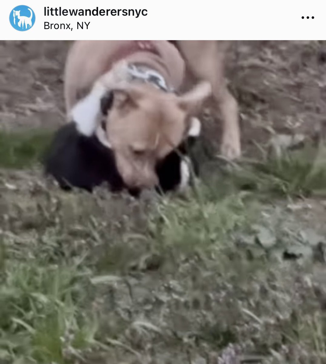 🐾 You guys all know I love cats and have fostered many strays, so this one hit me really hard. The picture below comes from an absolutely horrifying video of a dog tearing apart a stray cat while a man in the background encourages the dog to keep going. The whole video was too…