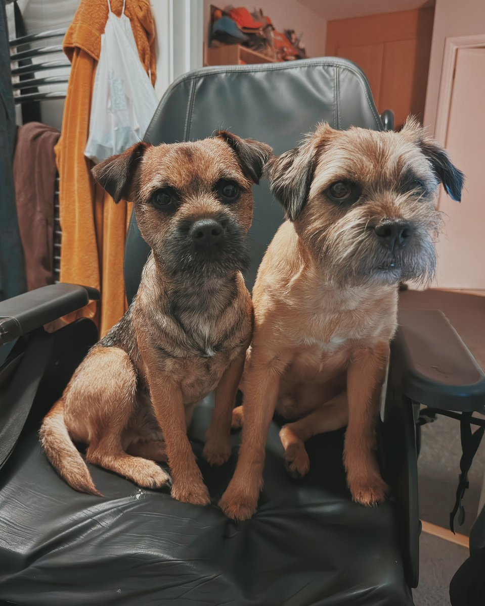 Feeling lonely whilst on the toilet? Why not hire Hamish and Douglas? We’re happy to join you and keep you company while you do your business.  

DM if interested. 

#BTPosse #dogsoftwitter #dogs #dogsontwitter #dogsofx #dogsonx