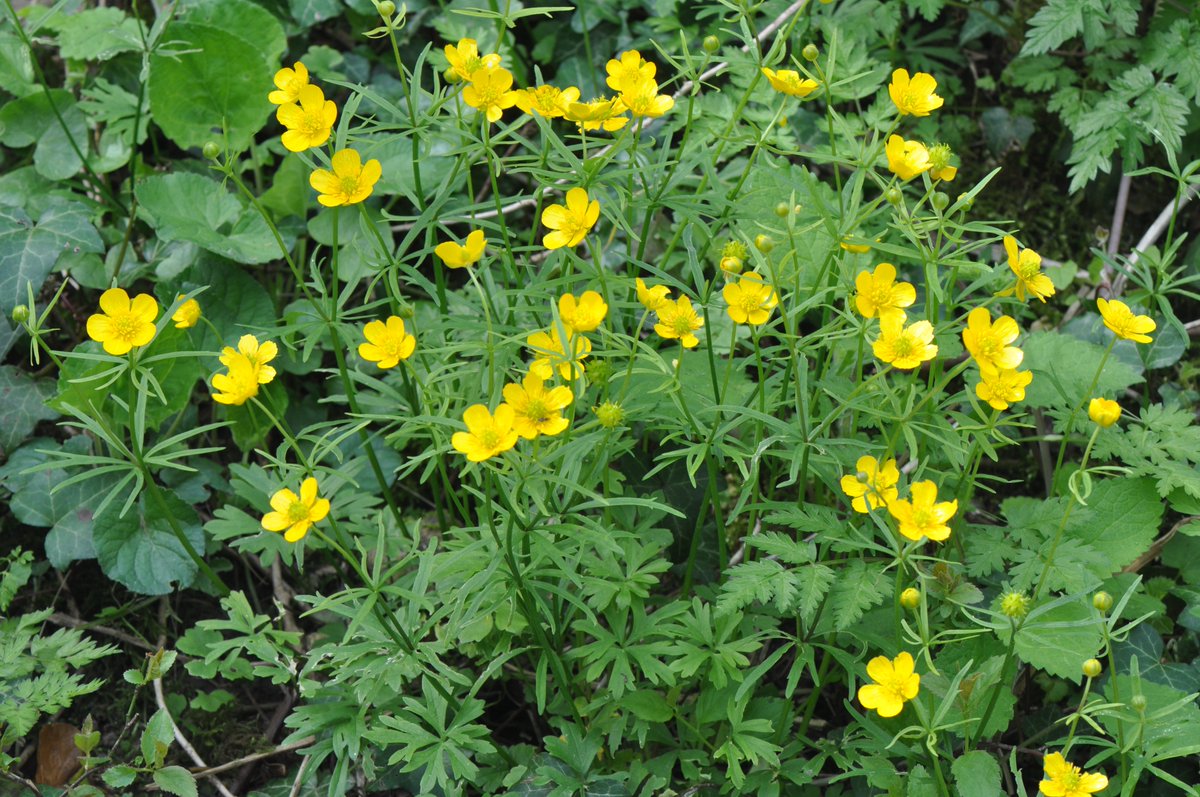 It's not often you see Goldilocks Buttercups with a normal cup shape like these seen in West Oxfordshire. They are usually seen with different sized petals or sometimes with no petals @BBOWT @WildOxfordshire @TVERC1 @BSBIbotany