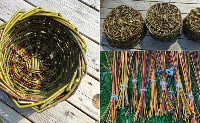 Explore the ancient craft of willow basket weaving in a hands-on workshop at Quince Honey Farm on 24 April. #QuinceHoneyFarm #Willowweaving #craftworkshop