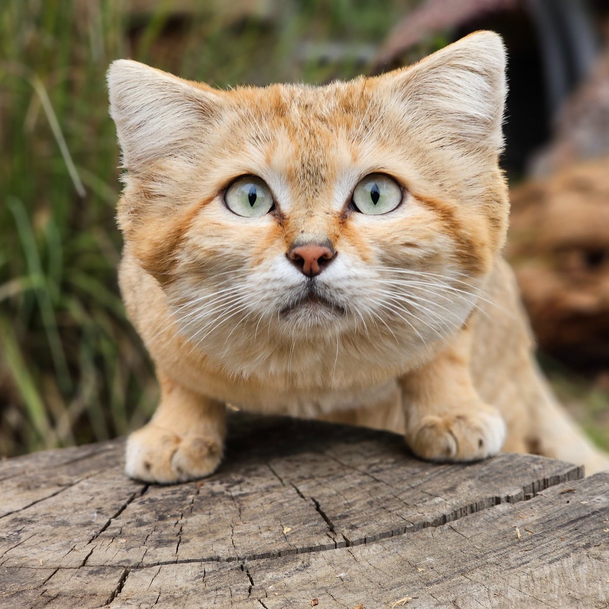Paws and admire some sand cat purrfection 🐾