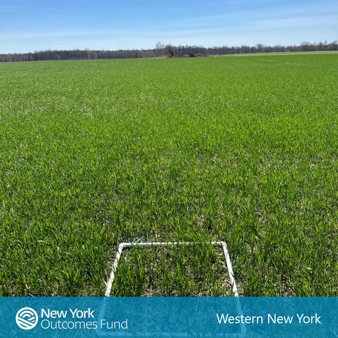 Today's #FridayFieldPhoto is from New York, west of the Finger Lakes. A great rye #covercrop in this #notill soybean field. Earn money for your new #conservation efforts. Learn more ➡️ bit.ly/4b2dCTf @Cargill @AtkinsonCenter @NYCornandSoy #regenerativeag #NYfarms