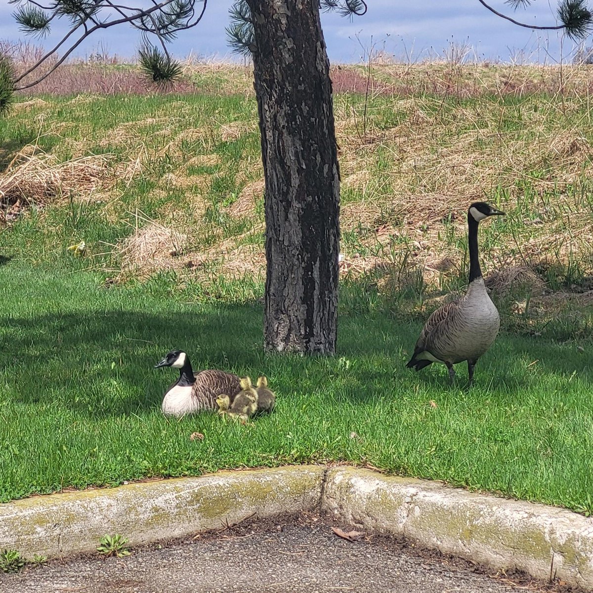 Some Canadian Geese babies bringing some extra cuteness to our Cleanfix North America office today, so long as you don't get too close!
#CanadianGeese #Spring #Cleanfix #cute