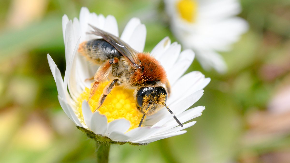 I spent some time photographing #bees in the garden today. They didn't appear to mind the 20mph winds.

#GardenforWildlife #nature #pollinators #SolitaryBees #MiningBees #GardenSafari #insects #SaveTheBees🐝