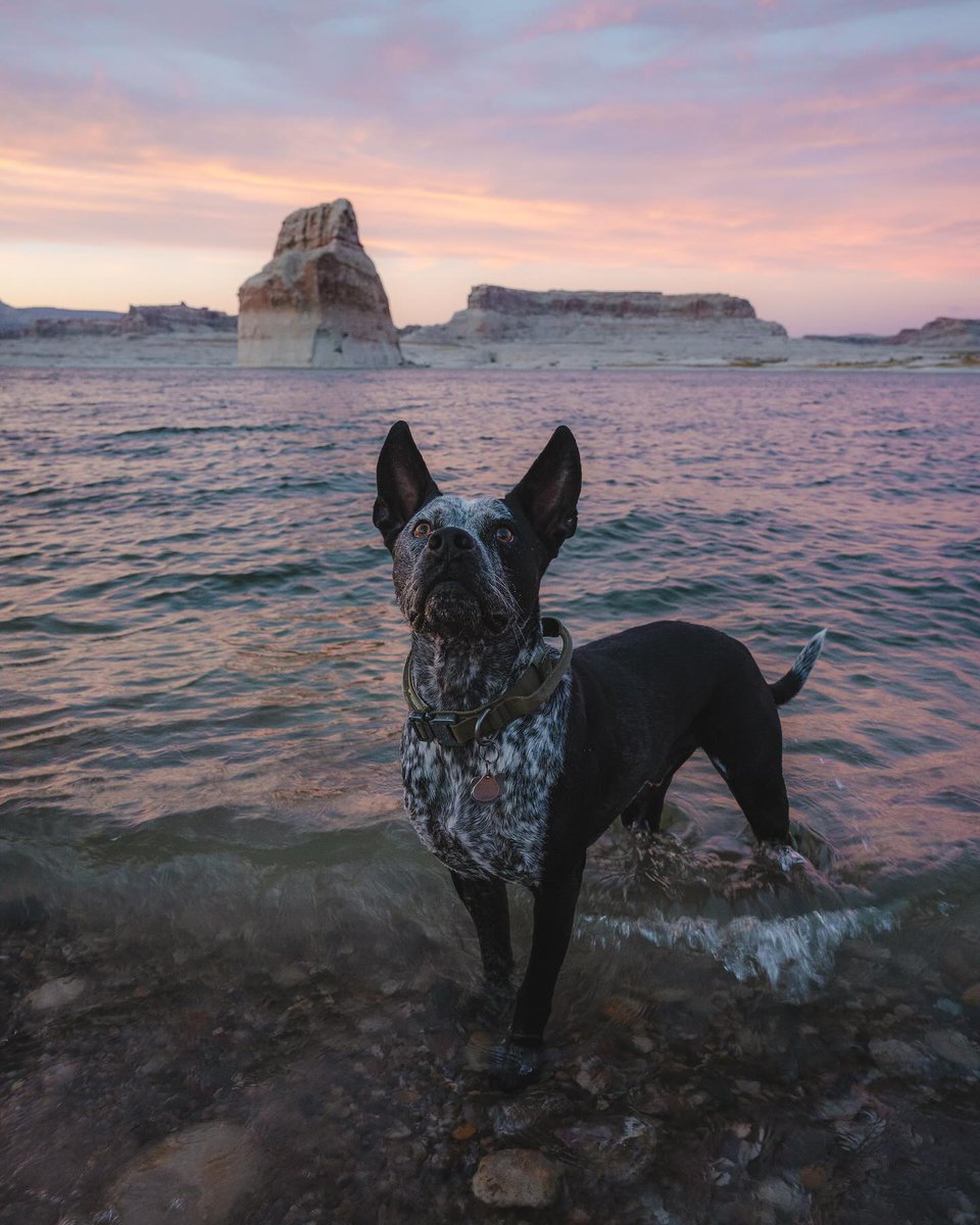 Bow-WOW! 🐶 Take your furry friend somewhere they haven't yet explored: bit.ly/438YFLI 📍Lake Powell 📷: @matthi.gui