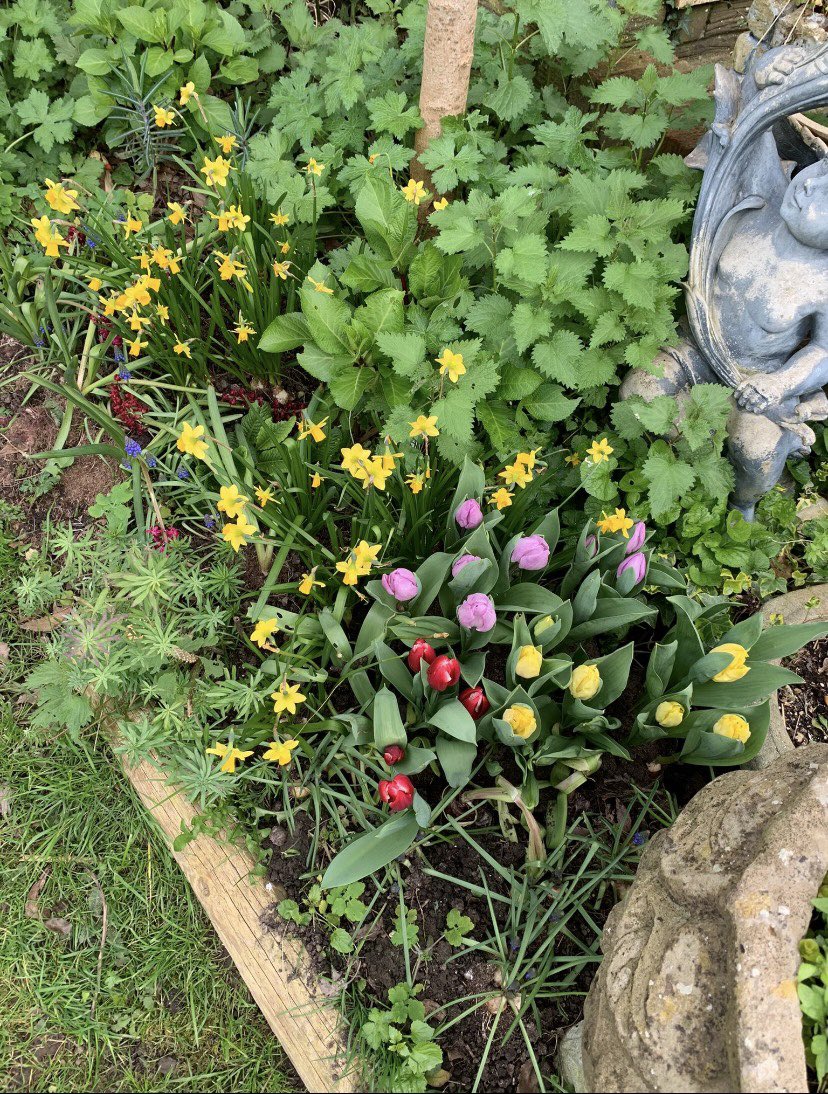 FMLdizzyAF's tweet image. Spring is such a lovely time of year, tried planting tulips and they’ve come up so well 🪻#GardenersWorld