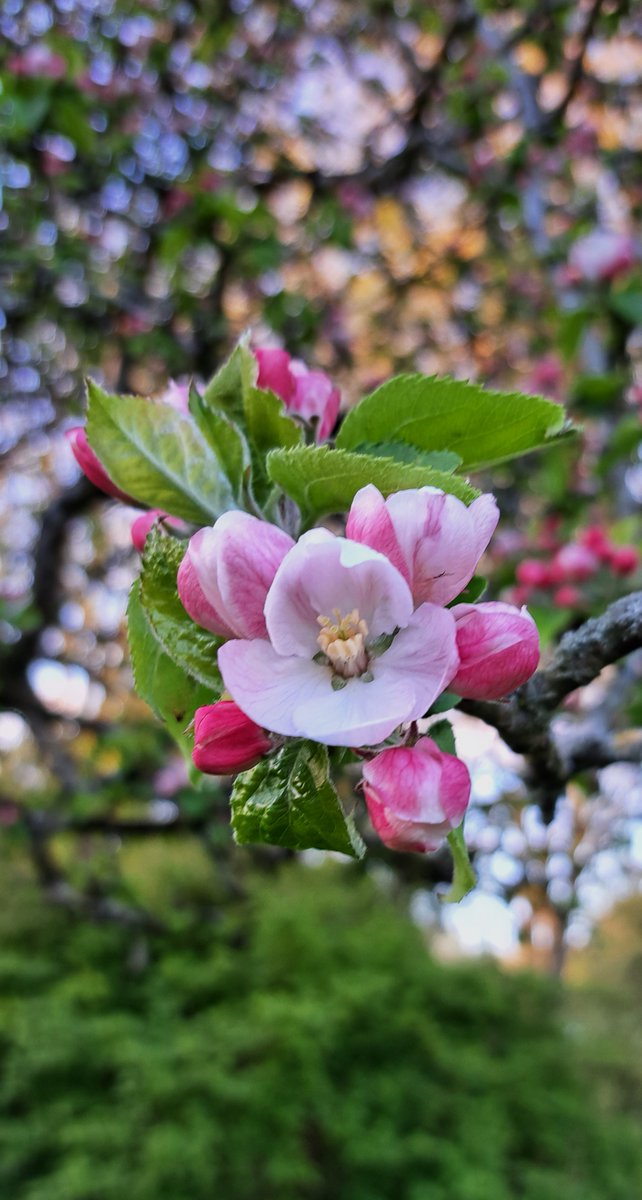 The ancient Blenheim Orange apple tree doing her thing once again. #Dorset