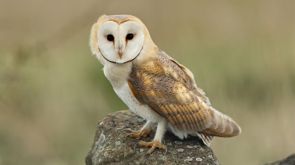 Barn owl up on the Durham moors this afternoon @NewNature_Mag @bbcwildlifemag @BarnOwlTrust