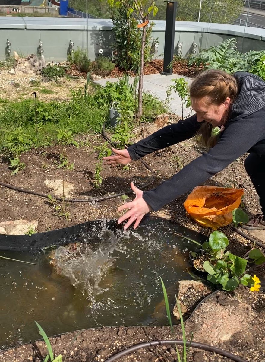 Excited to watch @FreshwaterIzzy seeding our @UCLCBER People and Nature Lab pond with a donation from @carlsayerUCL @norfolkponds - can’t wait to see what comes back to life @noordinarypark @UCLEast