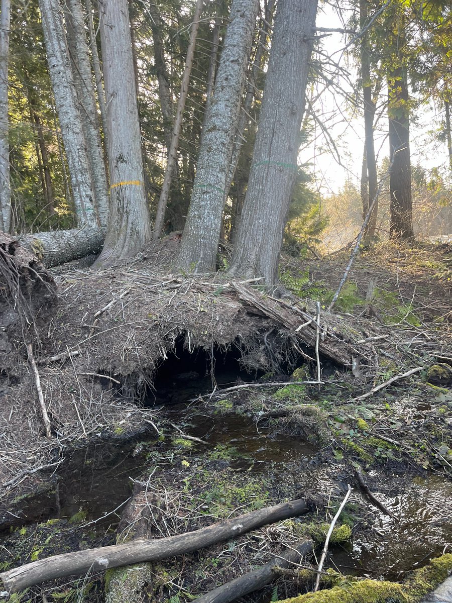 We're closing I-90 at 1 p.m. today to remove danger trees. EB will be stopped at Exit 63, about 11 miles east of Snoqualmie Pass. WB will be stopped at Exit 70, near Easton. Due to the nature of this work the closure could last up to 2 hours. @wspd6pio, @wspd2pio