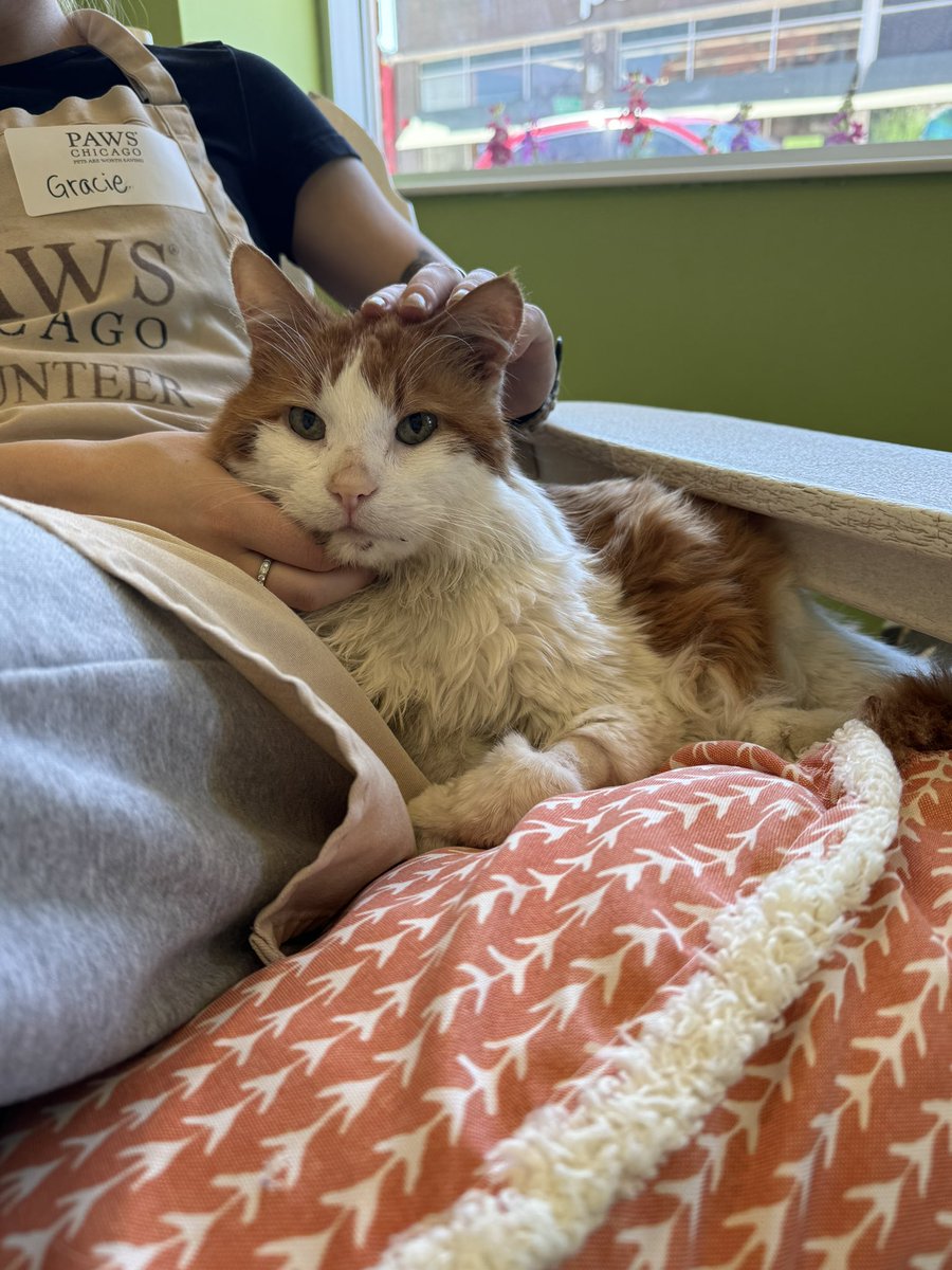 PAWSChicago's tweet photo. Meet Tom Cruise! This sweet senior kitty is ready to curl up and enjoy retirement. You’ll find this boy curled up on your lap or snuggled up next to you at all times. Adopt sweet Tom Cruise today! 🐱https://t.co/xQNRN8wIVW https://t.co/8QxQyl2d1j