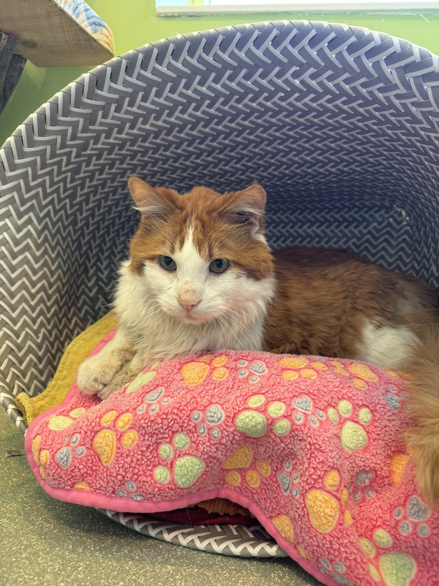 Meet Tom Cruise! This sweet senior kitty is ready to curl up and enjoy retirement. You’ll find this boy curled up on your lap or snuggled up next to you at all times. Adopt sweet Tom Cruise today! 🐱pawschicago.org/pet-available-…