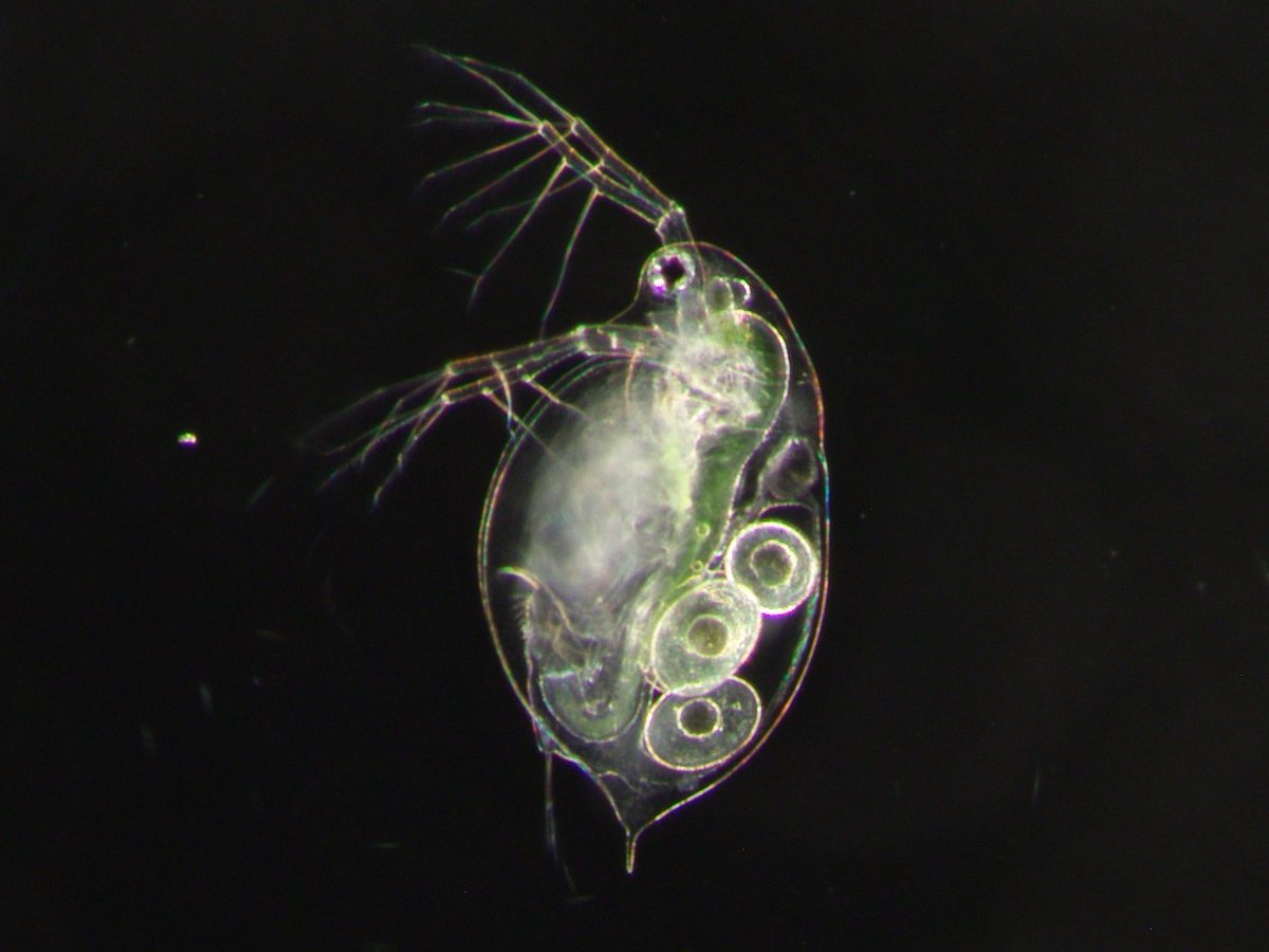 RogalskiMary's tweet photo. New Rogalski lab paper hot off the presses! Water fleas, road salt, what's not to love?! 

Daphnia from a coastal lake that's naturally a bit salty were more tolerant of added road salt compared with inland populations. The background testing conditions also mattered (a lot). https://t.co/kDOFJOYSqw